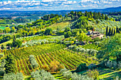 Tuscan vineyard, San Gimignano, Tuscany, Italy.
