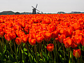 Netherlands, Nord Holland, Field of Tulip with windmill in flowers