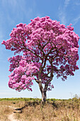Brazil, Mato Grosso, The Pantanal, pink ipe tree (Tabebuia impetiginosa). Pink ipe tree in a field.