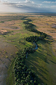 Mauritia (Moriche) Palm (Mauritia flexuosa) Savanna Rupununi, Guyana. Used for thatching