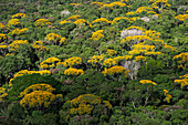 Rainforest Canopy. Kupinang region, Guyana