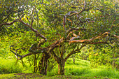 Costa Rica, Nebelwaldreservat Monteverde. Landschaftlich schön mit wohlgeformten Bäumen