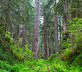 Kalifornien, Del Norte Coast Redwoods State Park, Damnation Creek Trail