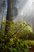 USA, Kalifornien. Sonnenlicht strömt durch den frühen Morgennebel auf Rhododendron (Rhododendron Macrophyllum) und Redwood-Bäume, Redwoods National Park