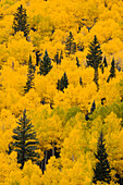Massiver Berghang mit dichten Espen und Evergreens in Herbstfarben, Uncompahgre National Forest, Sneffels Range, Sneffels Wilderness Area, Colorado