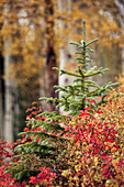 Einzelner immergrüner Baum und Herbstlaub, Uncompahgre National Forest, Colorado