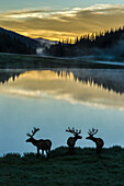 USA, Colorado, Rocky Mountain National Park. Bull elks silhouetted against Poudre Lake at sunrise