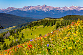 USA, Colorado, Schreinpass, Vail. Wildblumen auf Berglandschaft