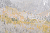 USA, Colorado, San-Juan-Berge. Frisch fallender Schnee auf Espenwald