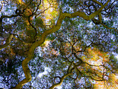 USA, Delaware. Looking up at the sky through a Japanese maple.