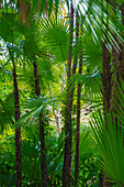 Florida, Tropical Garden Palms
