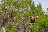 Usa, Florida. Bald eagle sitting in trees around Lochloosa Lake