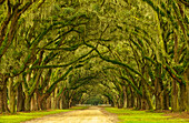 USA, Georgia, Savannah. Mile long oak drive at Wormsloe Planation.