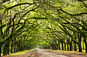 USA, Georgia, Savannah. Historic Wormsloe Plantation mile long drive.
