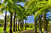 Von Palmen gesäumte Fahrbahn im Garden of Eden Arboretum, Maui, Hawaii