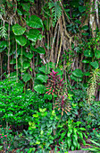 USA, Hawaii, Big Island von Hawaii. Hilo, Liliuokalani Gardens, Einer von mehreren Banyan-Bäumen, die in den 1930er Jahren von Prominenten gepflanzt wurden, und der umgebende üppige Garten am Banyan Drive.