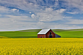 Red barn in canola field with dramatic sky just north of Moscow, Idaho