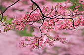 Pink flowering dogwood tree branch, Kentucky
