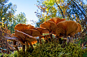 Low wide angle view of mushrooms on forest floor, Upper Peninsula, Hiawatha National Forest, Michigan.