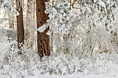 Starker Frost auf Bäumen, Kalispell, Montana