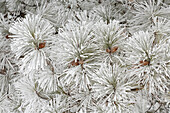 Pine tree with heavy frost crystals, Kalispell, Montana