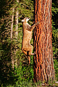 USA, Montana. Juvenile mountain lion climbing tree