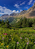 Alpine Wildblumen mit Gartenmauer am Logan Pass im Glacier National Park, Montana, USA