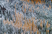 Fresh snowfall on autumn larch trees on Columbia Mountain in Columbia Falls, Montana, USA