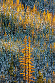 Herbstliche Lärchen mit Kiefernwald voller neuer Schnee im Glacier National Park, Montana, USA