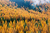Montana, Lolo National Forest, golden larch trees in fog