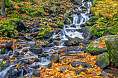 USA, Oregon. Columbia River Gorge National Scenic Area, Starvation Creek State Park, Starvation Creek with autumn-colored vine maple, fallen bigleaf maple leaves, rocks and moss.