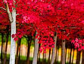 USA, Oregon, Waldhain. Ein Wäldchen in vollem Herbstrot.