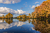 Kahle Zypressen im Herbst spiegelten sich auf dem See wider. Caddo Lake, Uncertain, Texas