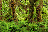 Big Leaf Maple Tree drapiert mit Club Moss, Hoh Rainforest, Olympic National Park, Washington State