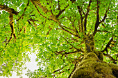 Bigleaf Ahorn (Acer macrophyllum) Baker River, North Cascades National Park, US-Bundesstaat Washington