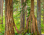 USA, Bundesstaat Washington, Millersylvainia State Park. Seltsame Form des westlichen roten Zedernbaums