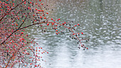 USA, Washington State, Seabeck. Wild rose tree hanging a pond