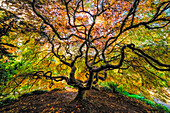 USA, Washington State, Seattle. Japanese maple in Kubota Gardens Park
