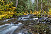 USA, Washington State, Olympic National Park. Vine maples and Sol Duc River in autumn