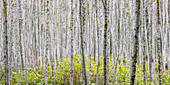 USA, Washington State. Panoramic of young alder trees in autumn.