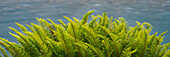 USA, Staat Washington. Detail des Schwertfarns (Polystichum Munitum), Hoh-Regenwald, Olympic National Park
