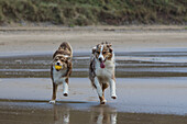 Australian Shepherd. Zwei Hunde laufen am nassen Strand. Frontal. Ein Hund hat gelben Ball im Maul, Nordsee, Deutschland