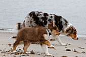 Australian Shepherd. Puppy and adult dog are running on the beach. puppy in the foreground. Adult dog in the background, out of focus.