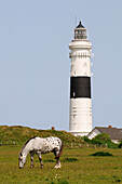 Horses in front of the lighthouse, Kampen, Sylt, North Friesland, North Sea, Schleswig-Holstein, Germany
