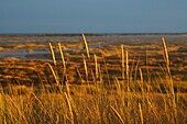 Seagrass near Wittdün on the island of Amrum, Wadden Sea National Park, North Friesland, North Sea coast, Schleswig-Holstein