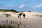 Coast of dunes near Wittdün on the island of Amrum, Wadden Sea National Park, North Friesland, North Sea coast, Schleswig-Holstein