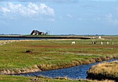 Kirchwarft, Hallig Hooge, Wadden Sea National Park, North Friesland, North Sea coast, Schleswig-Holstein