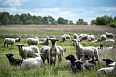 Sheep, flock of sheep, Hiddensee Island, Mecklenburg-West Pomerania, Germany