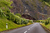 Satte grüne Farben wechseln sich mit vulkanischem schwarz und rot neben einer Straße durch die Insel São Miguel ab, Azoren, Portugal
