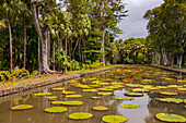 The large water lily pond in the Pamplemousses Botanical Gardens in Mauritius